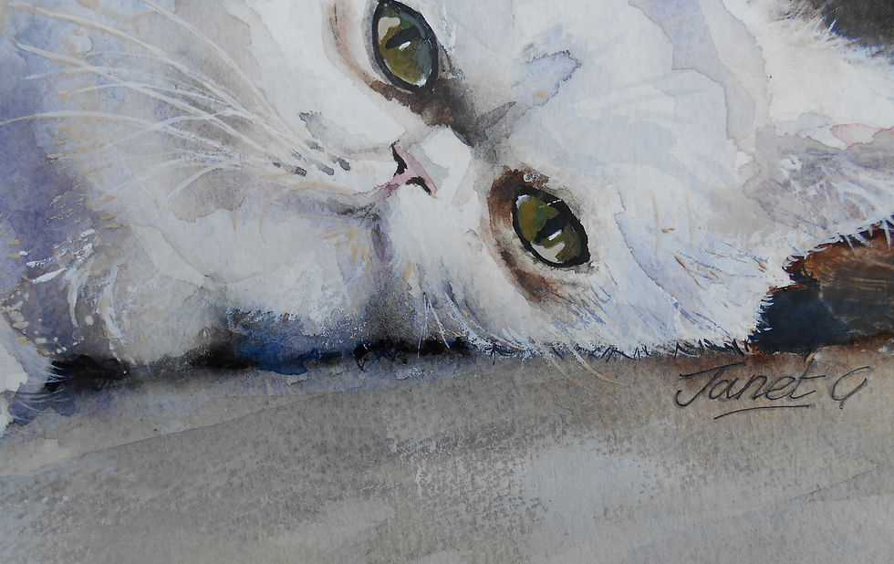 Thumbnail: Persian Cat (Framed)
