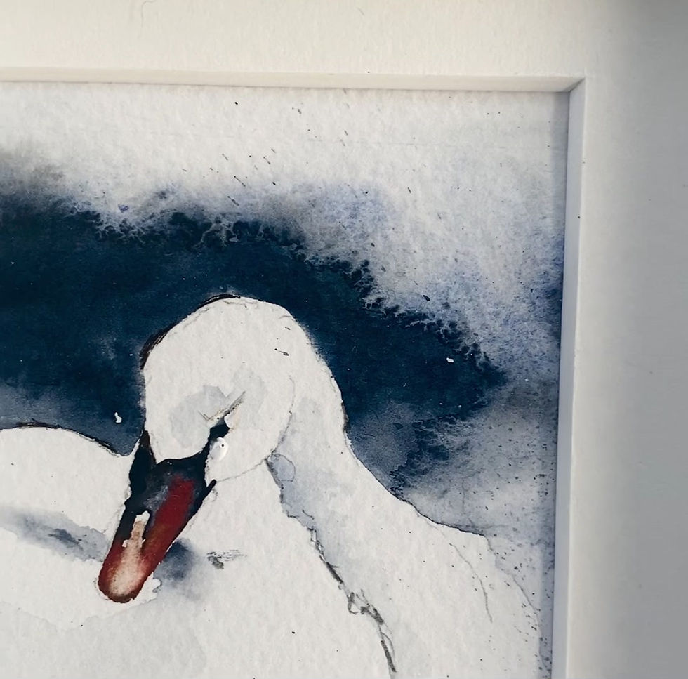 Thumbnail: Royal Swan (Framed)