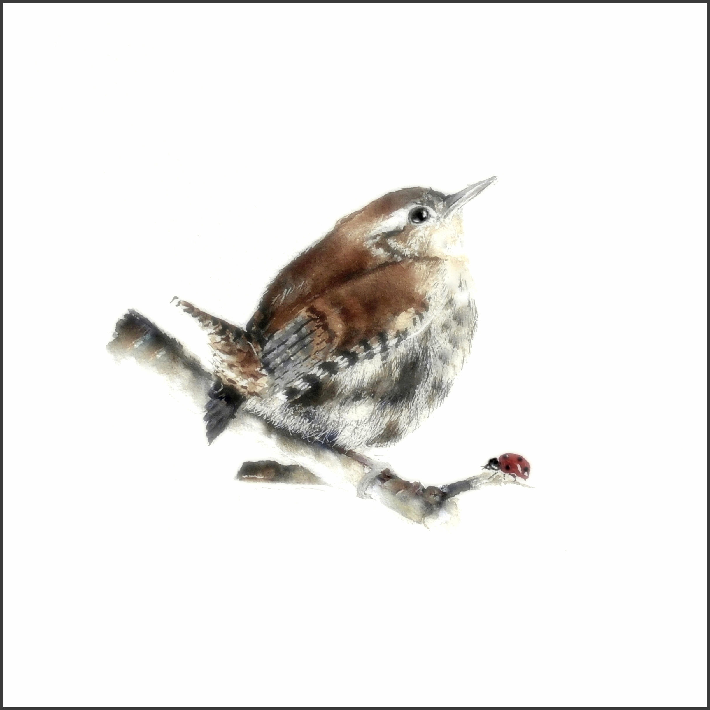 Wren and a Ladybird