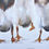 Thumbnail: Runner Duck Trio Print