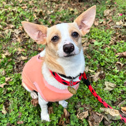Goldfish!