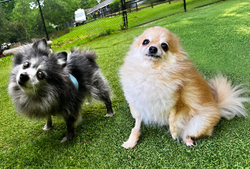 Meet Twinkie & Yodel!