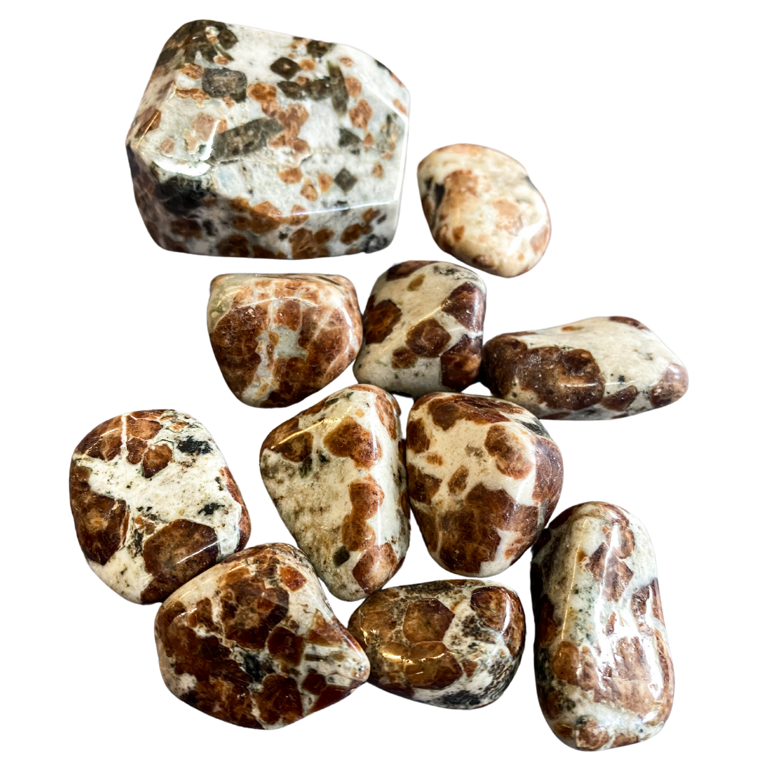 Polished Garnet In Limestone Tumblestone