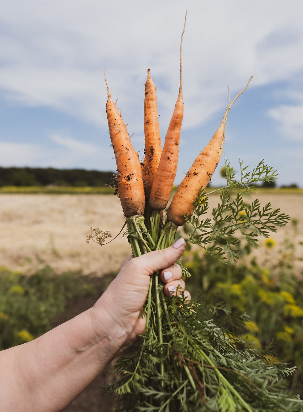 an image of three carrots that have been harvested