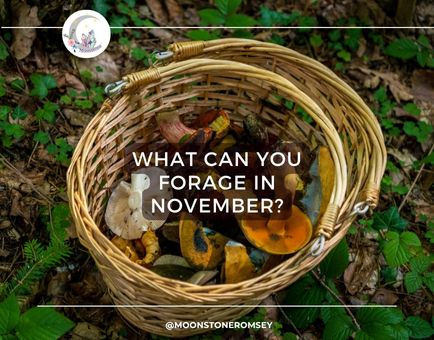 an image of a foragers basket full of sustainably harvested mushrooms