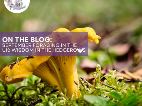 an image of chanterelle mushrooms