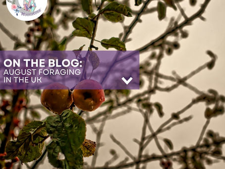 an image of wild apples growing on a tree