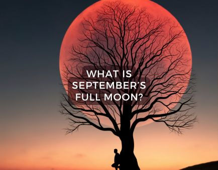 an image of a tree silhouetted by hunter moon which appears red as it is low in the sky