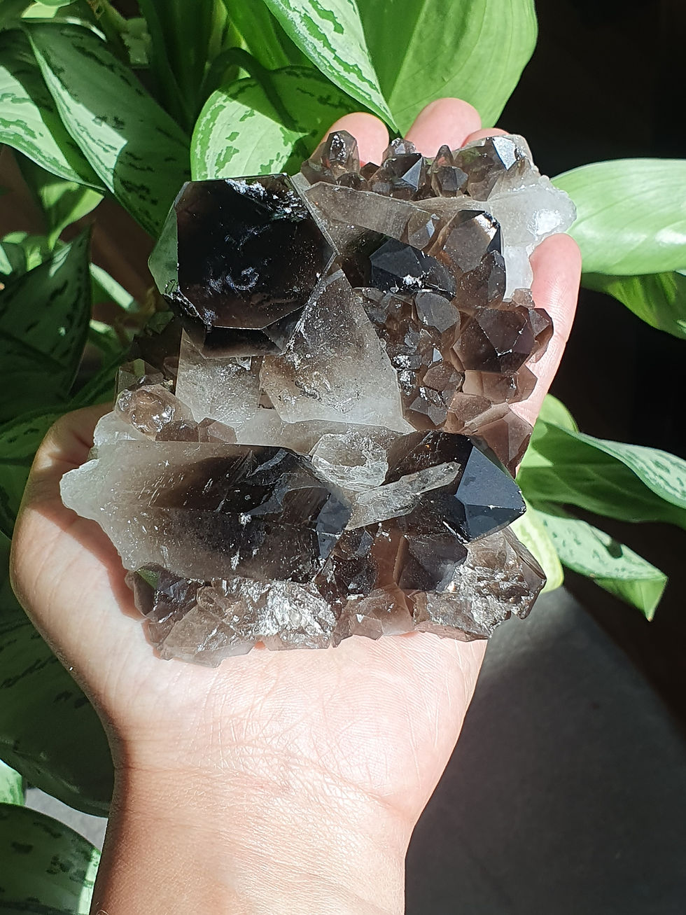 an image of a smoky quartz cluster laid in someones hand with foliage behind it