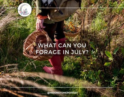 the front cover image of the blog post showing someone walking through nature with a basket