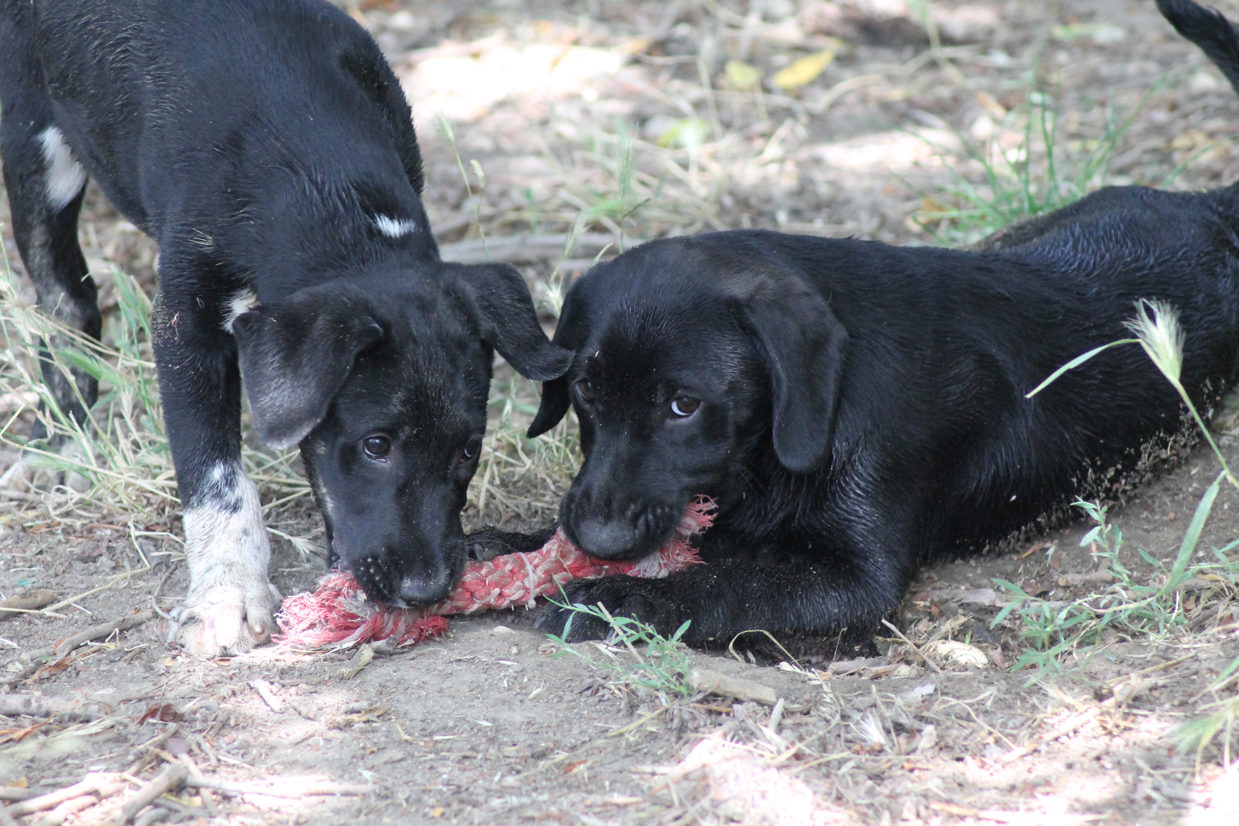 CHIOTS
