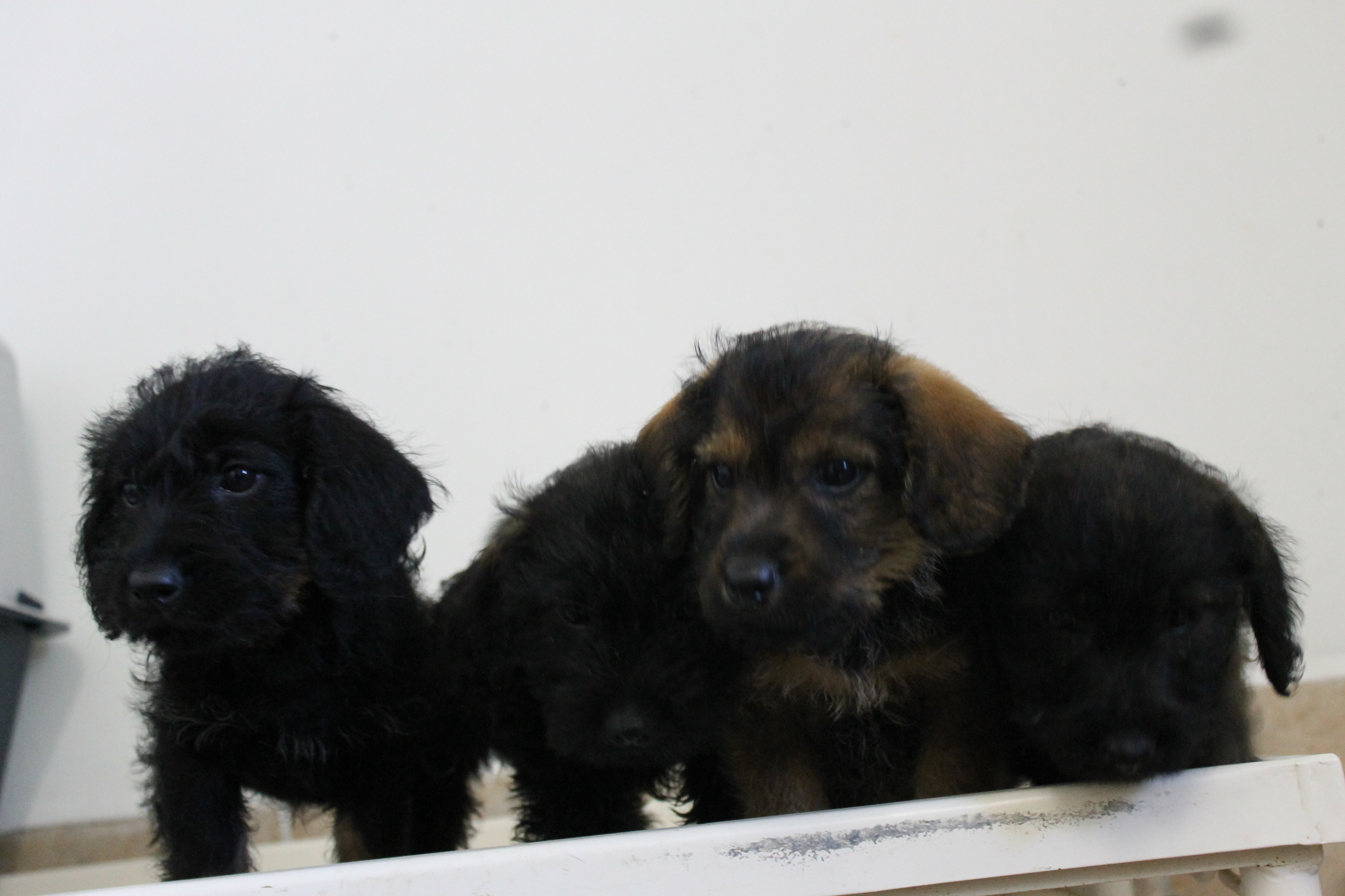 LES CHIOTS