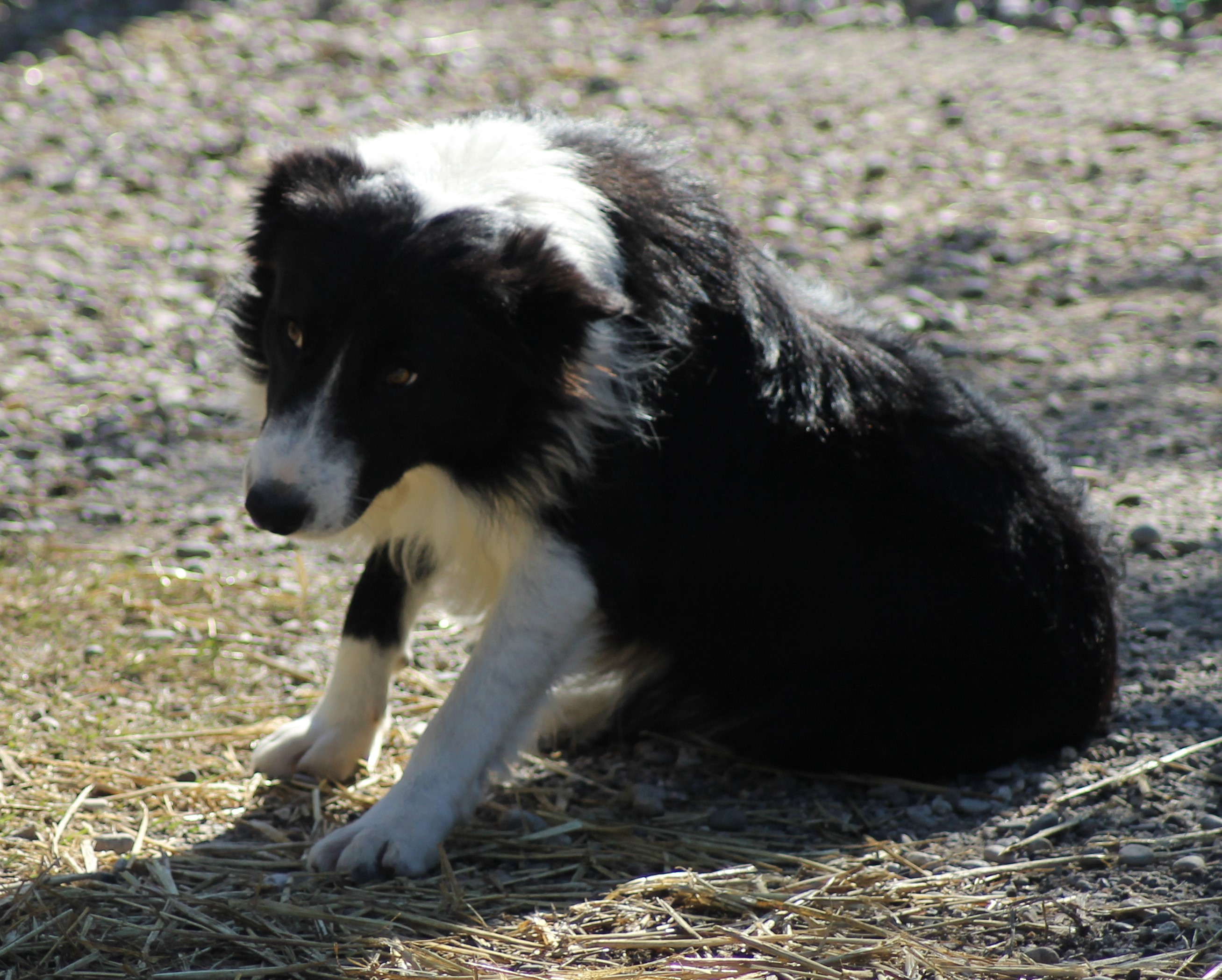 ZORRO