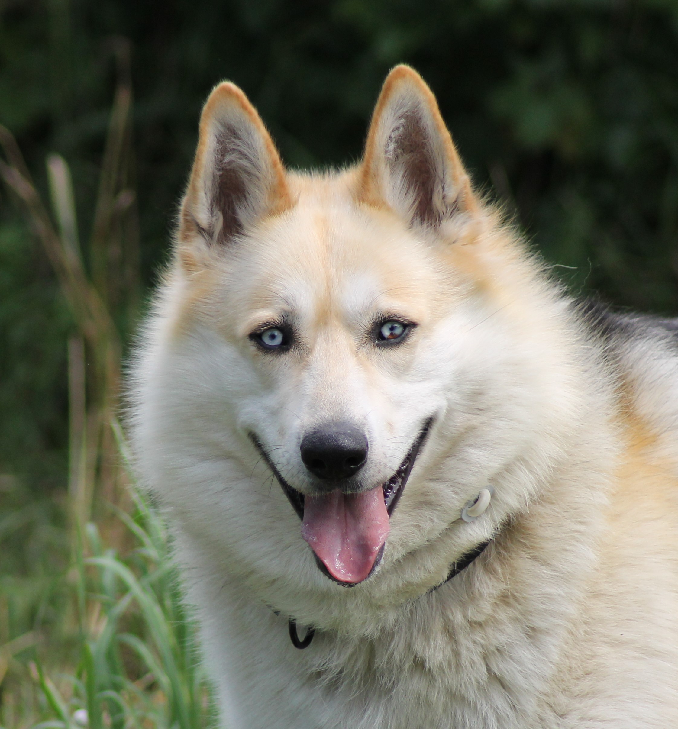 ILKO