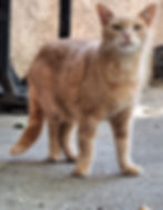 Smacks.jpg