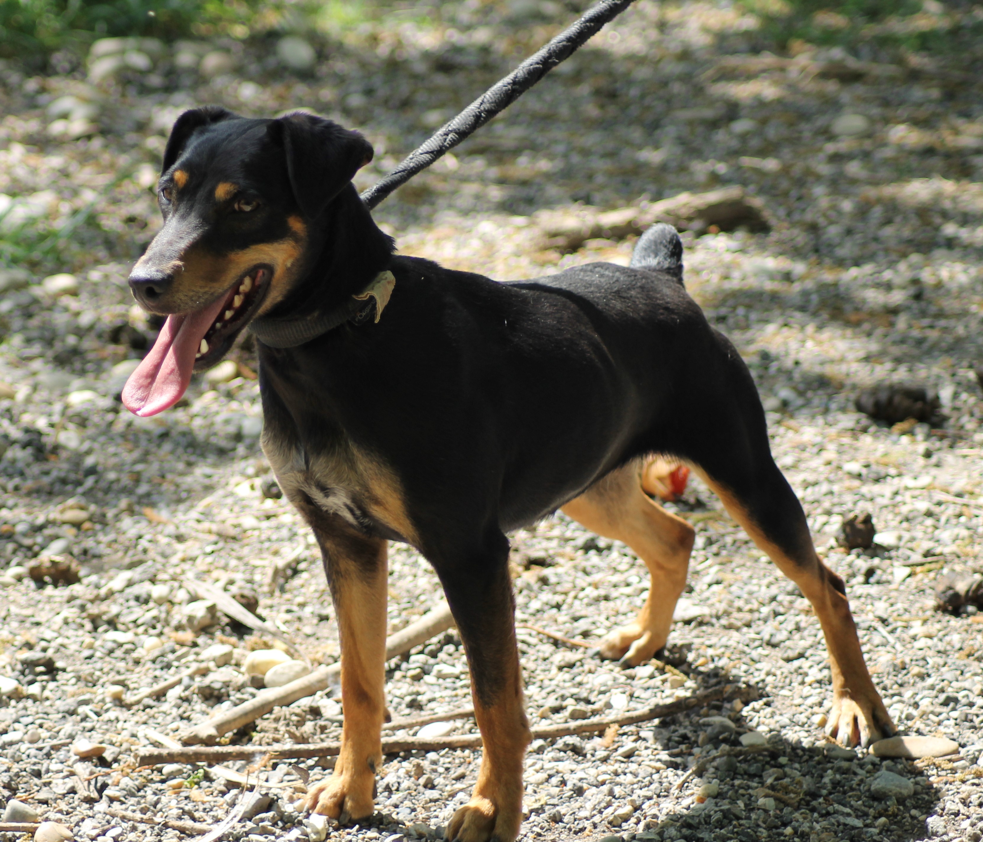 LASKA