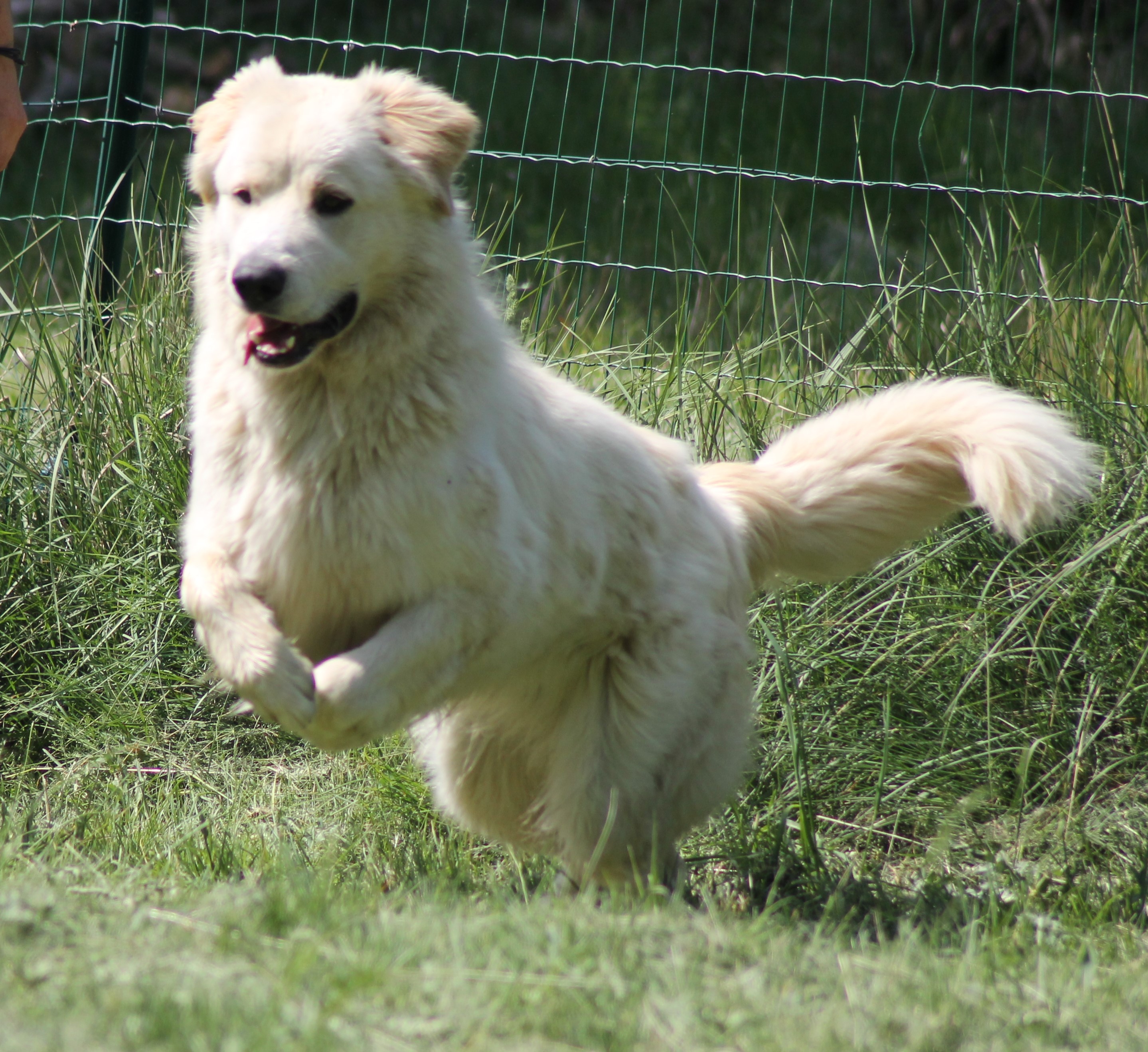 BALOU