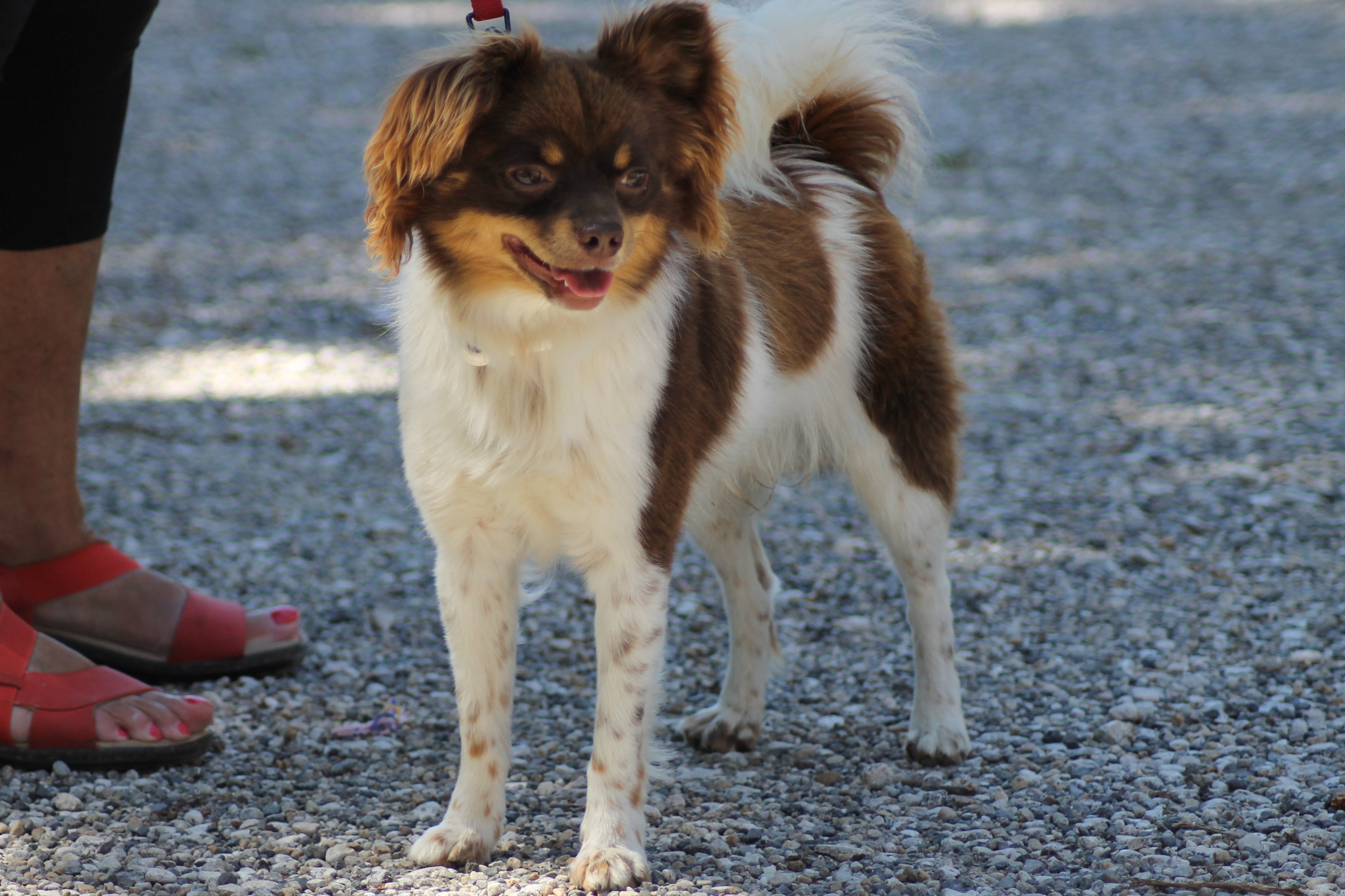 CHOKO
