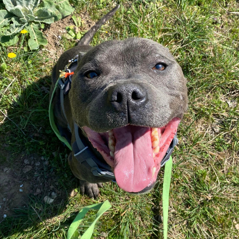 Jai