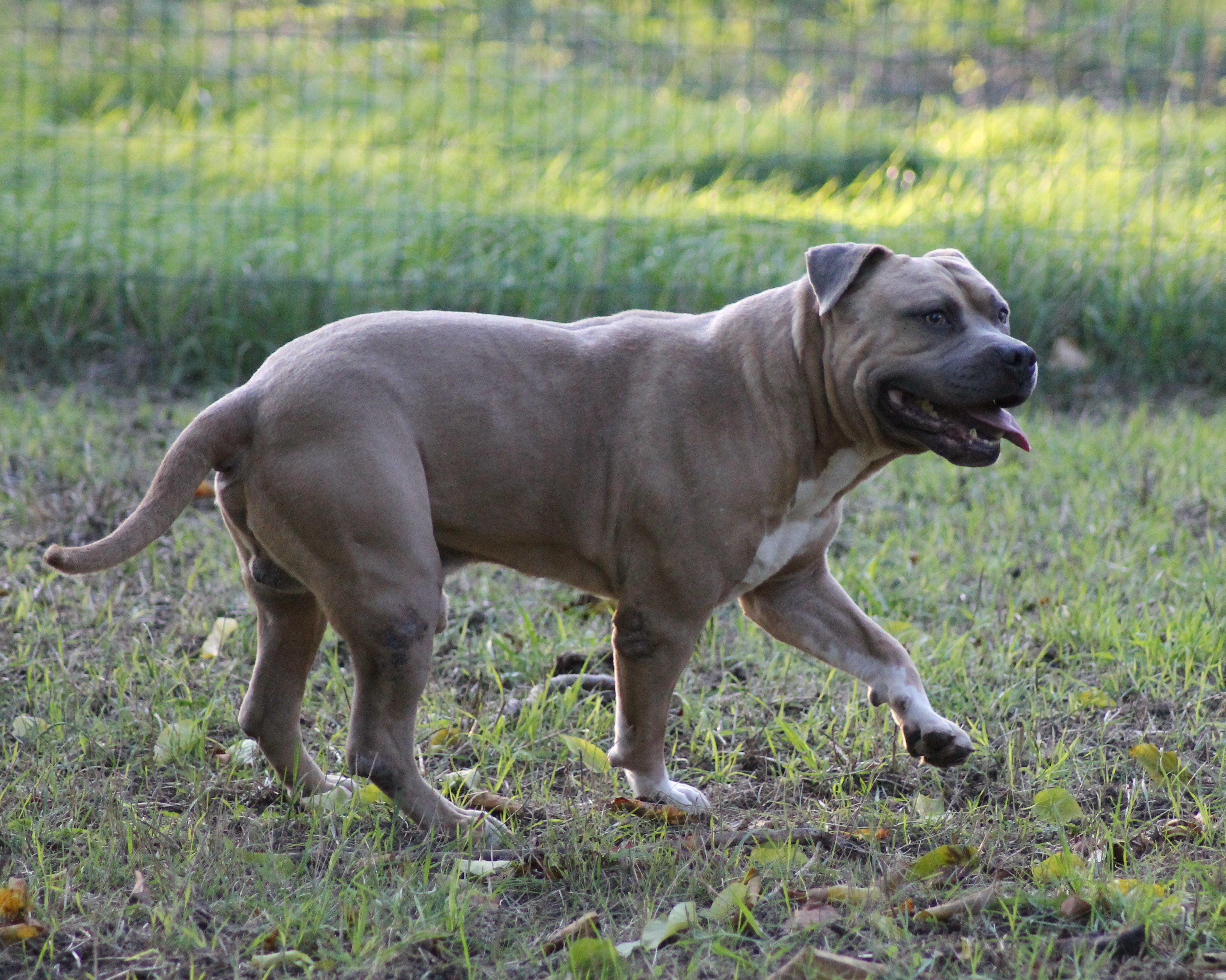 JANGO