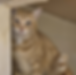 Sangha.png