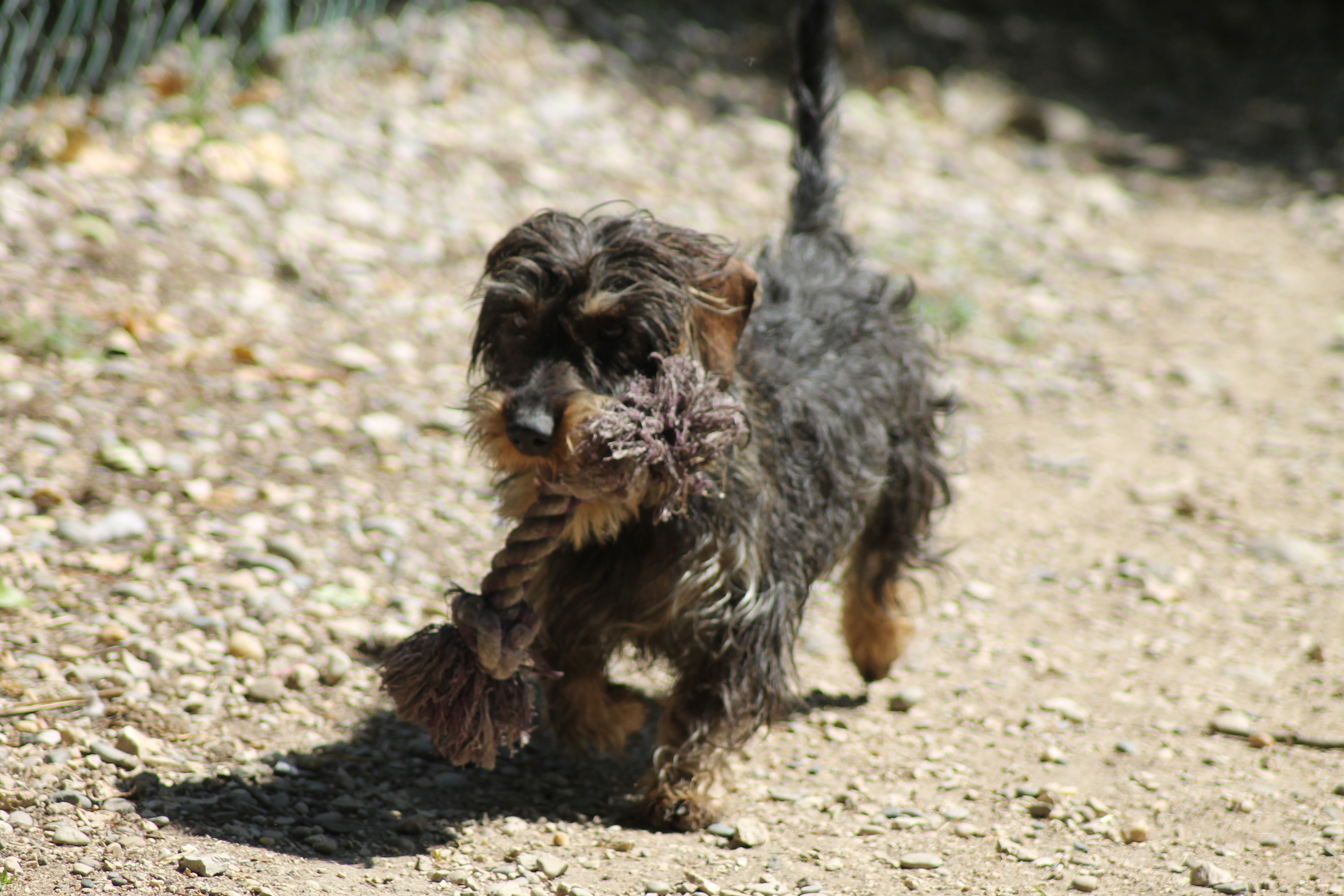 MOWGLI