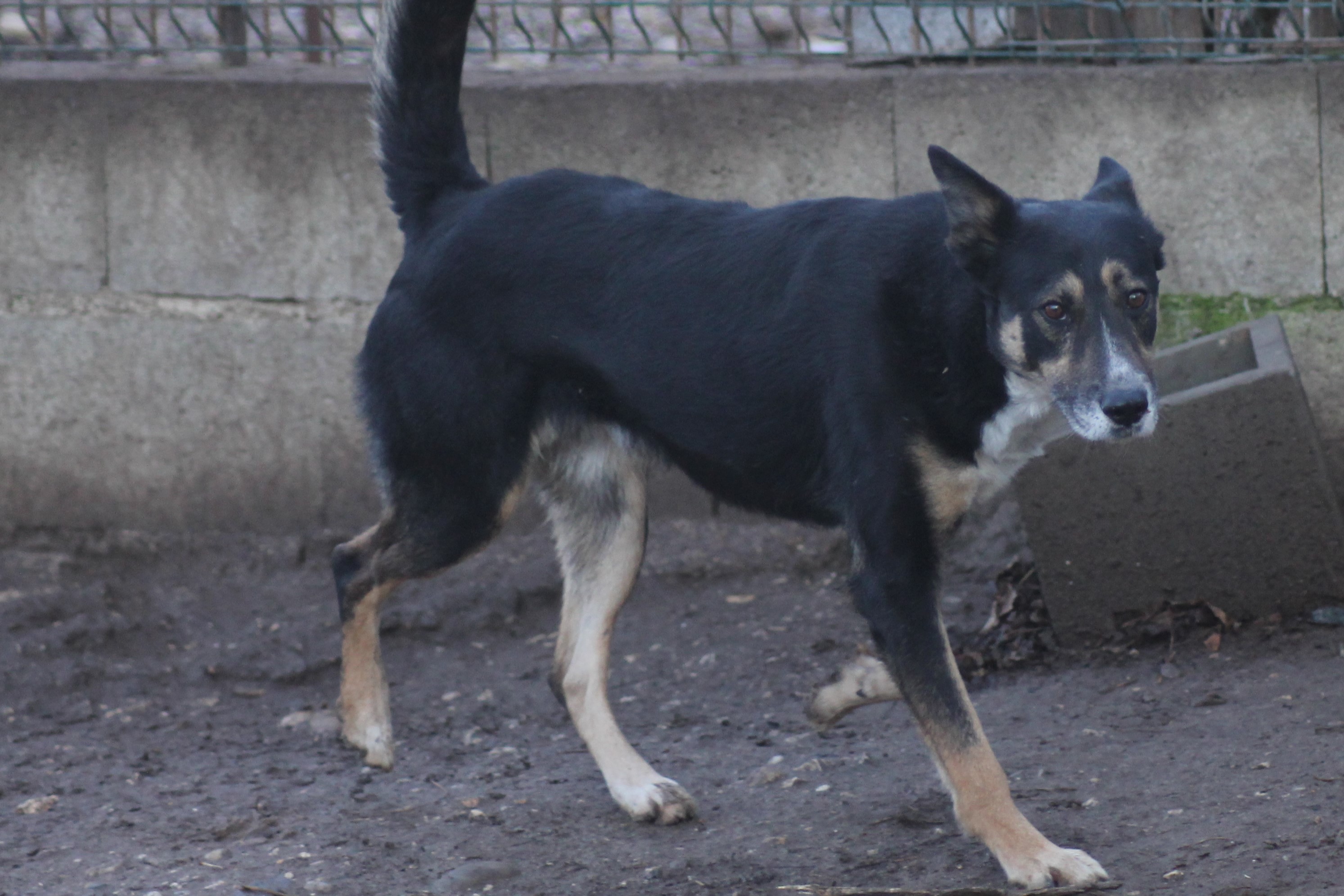 VASCO
