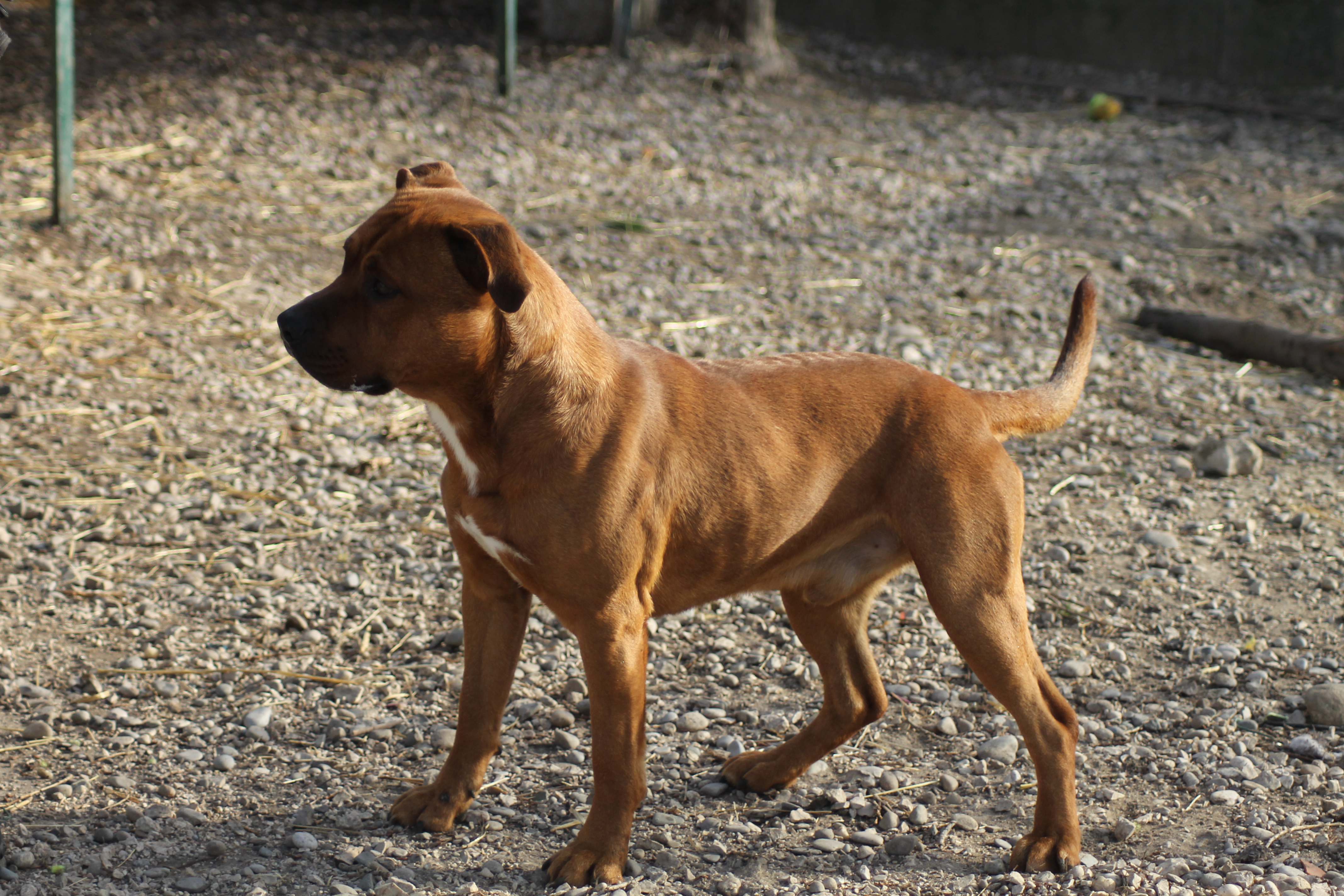 FILOU