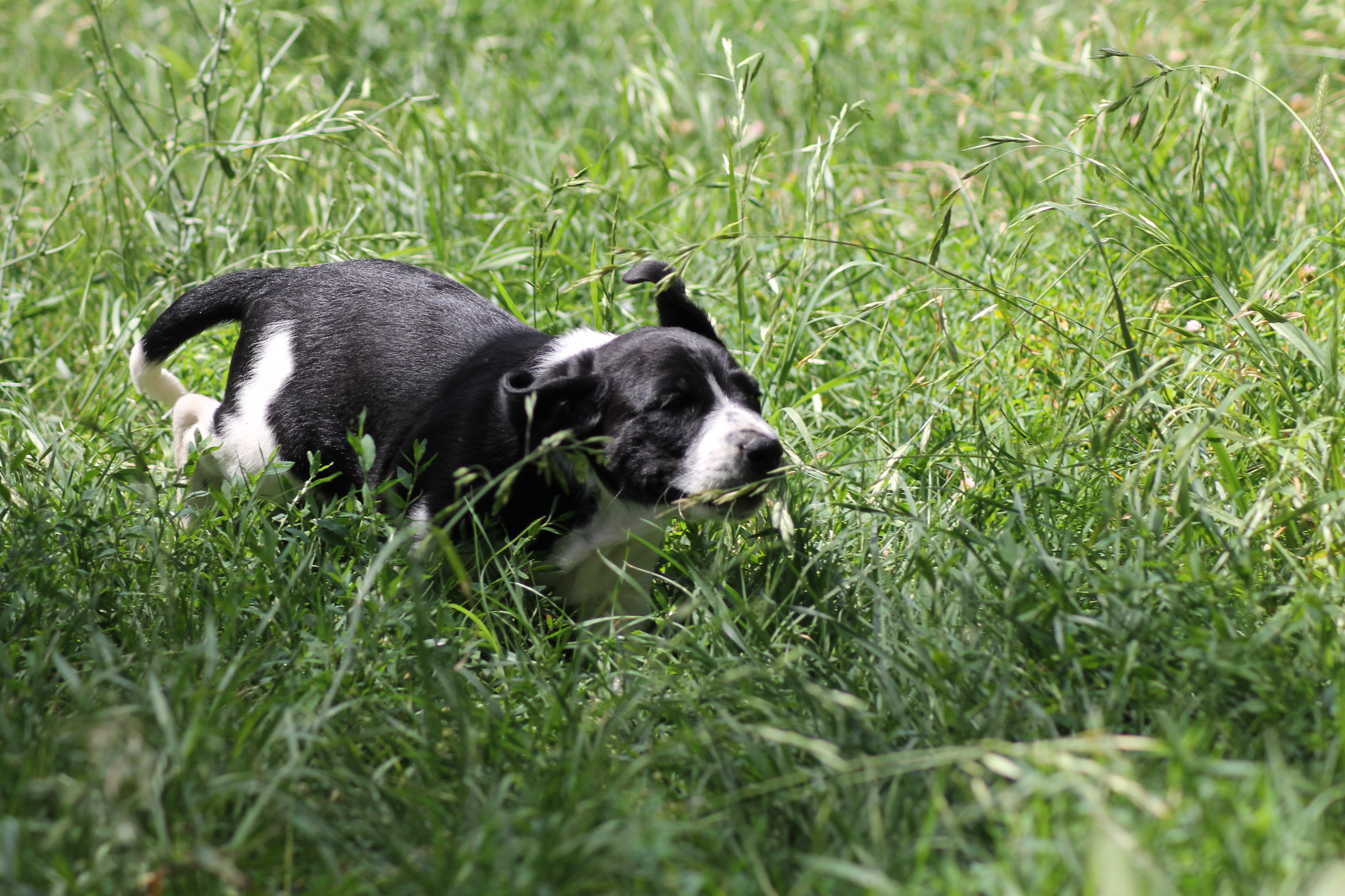 CHIOT A
