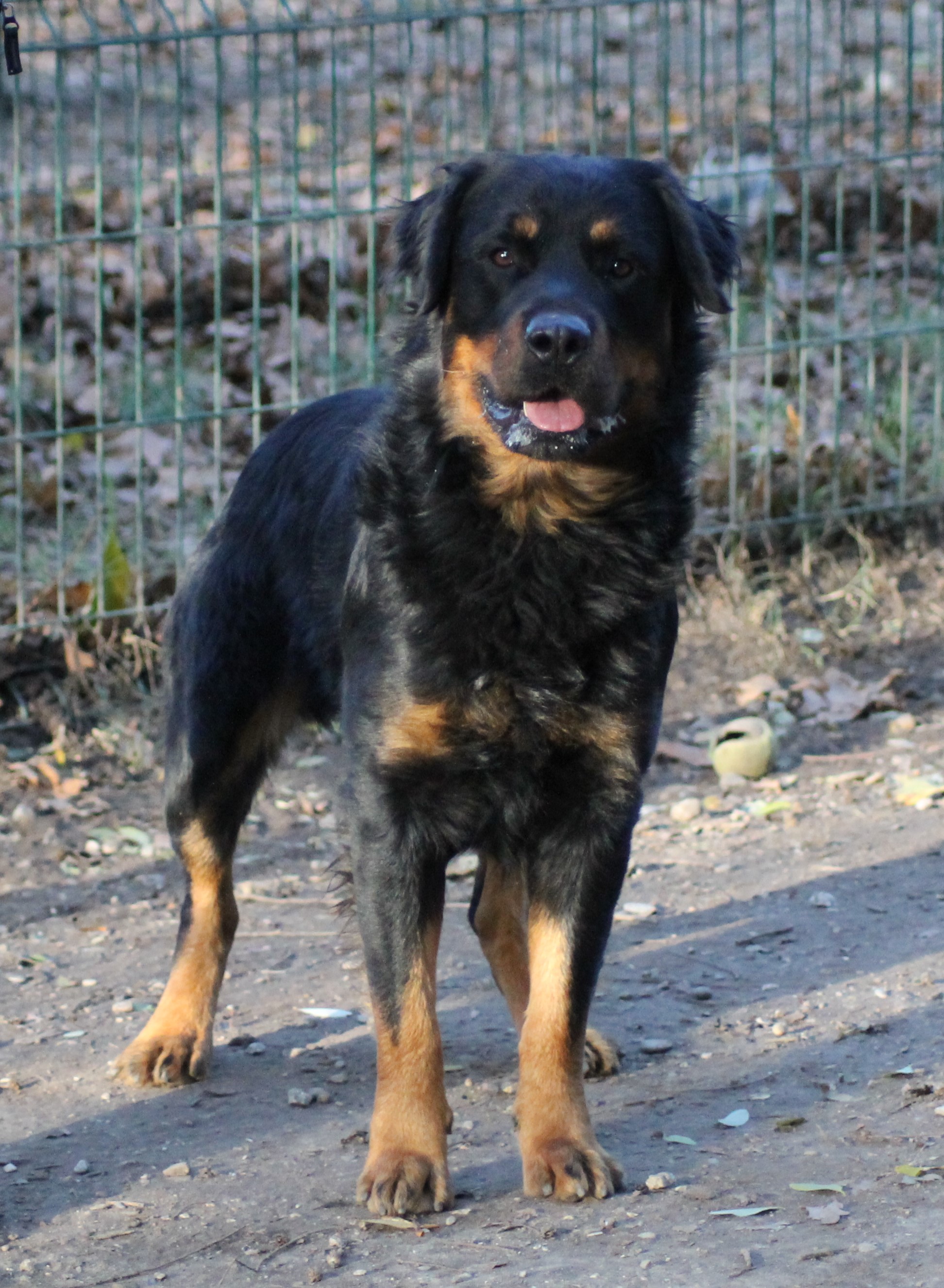 LUCIANO ♂