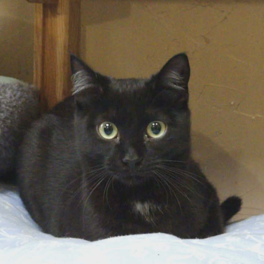 Blacky.jpg