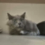 Mousse.jpg