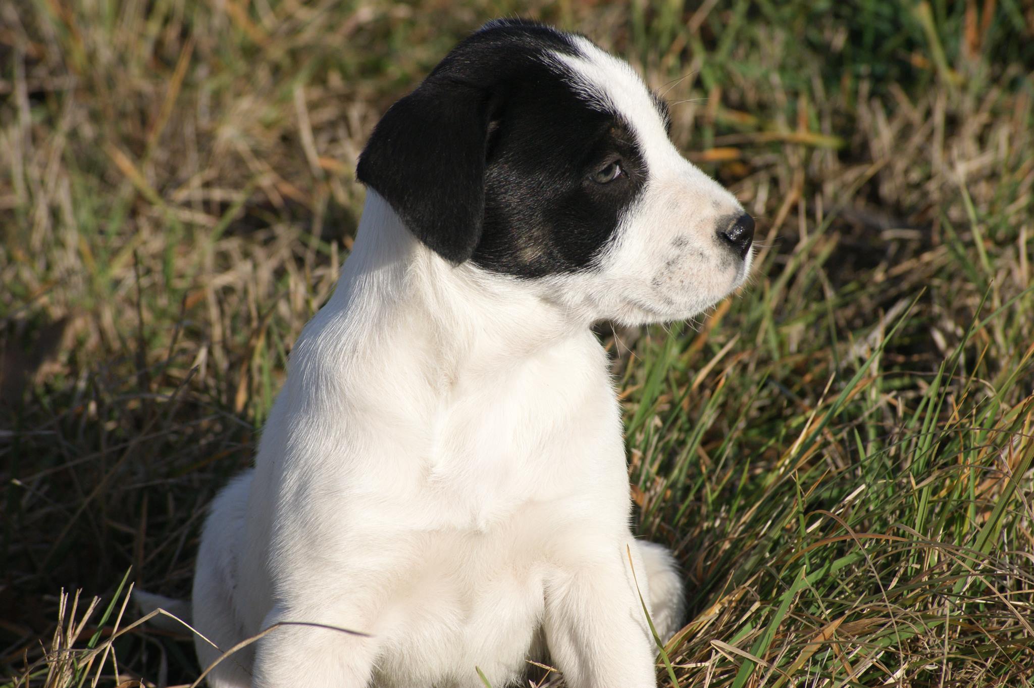 Maco