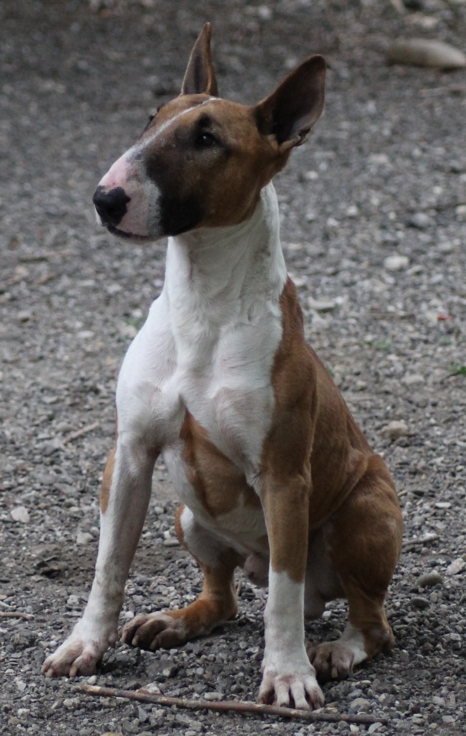 BAX