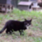 Athos