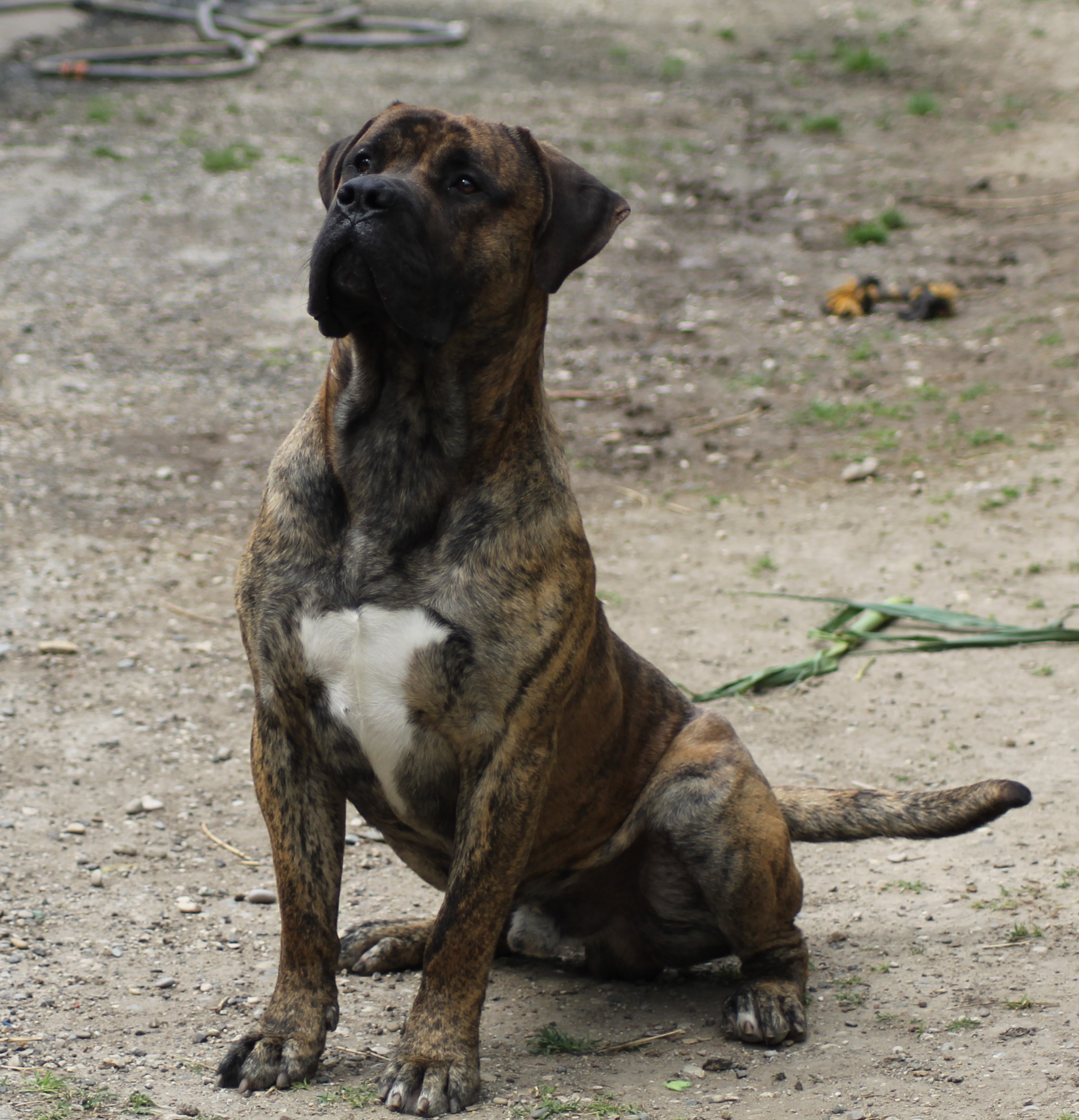 MASTOK