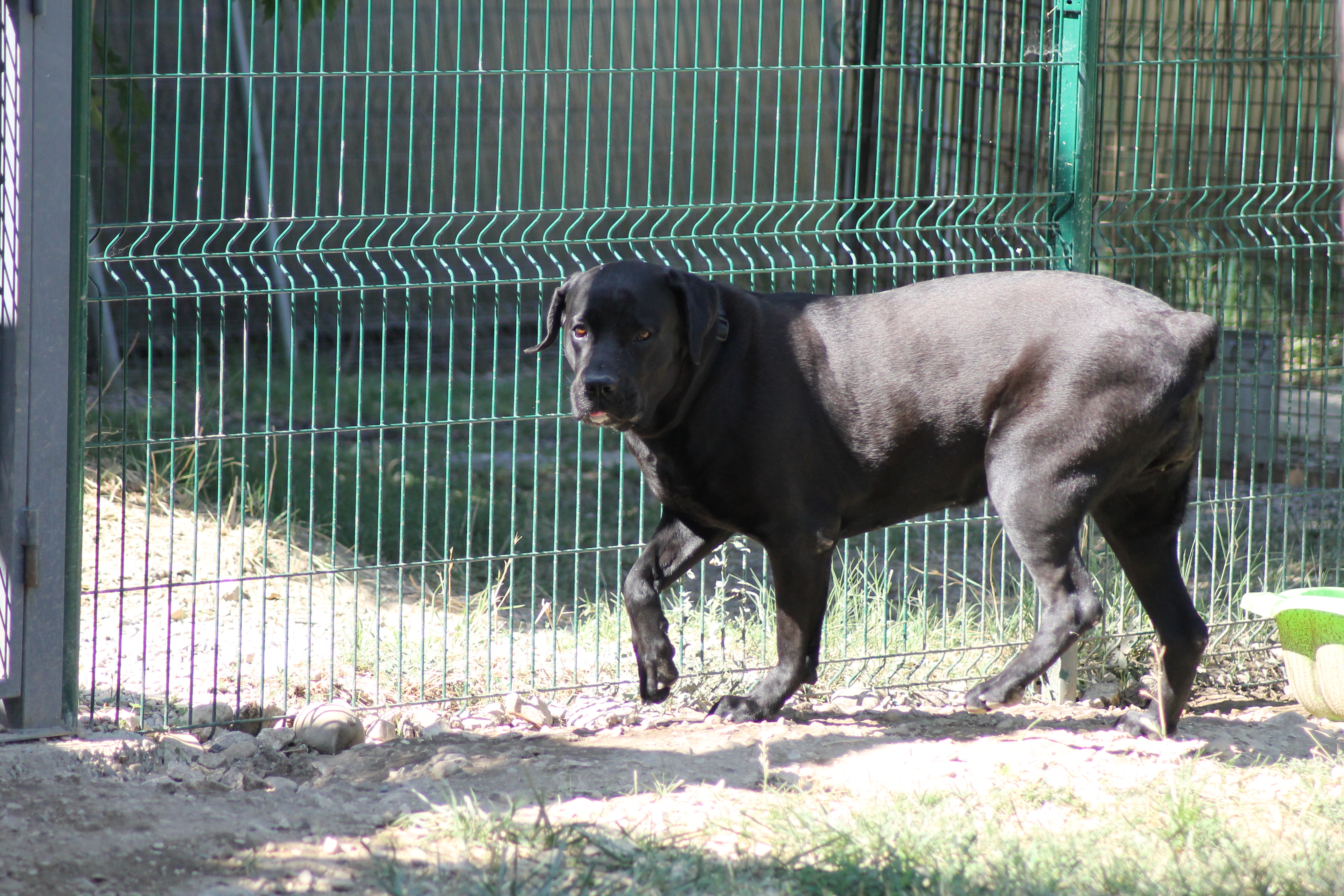 BAILEY
