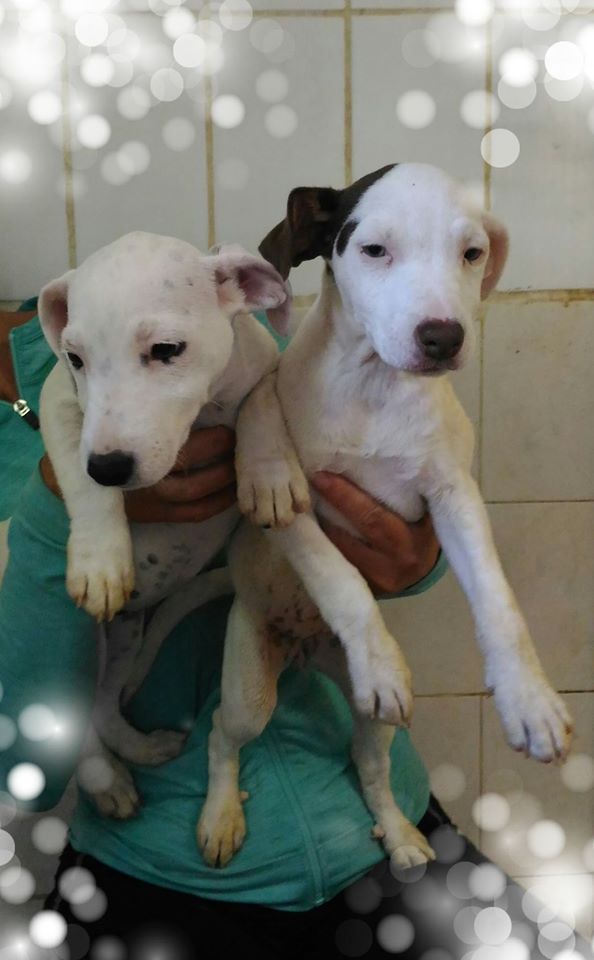 Chiots Jack Males