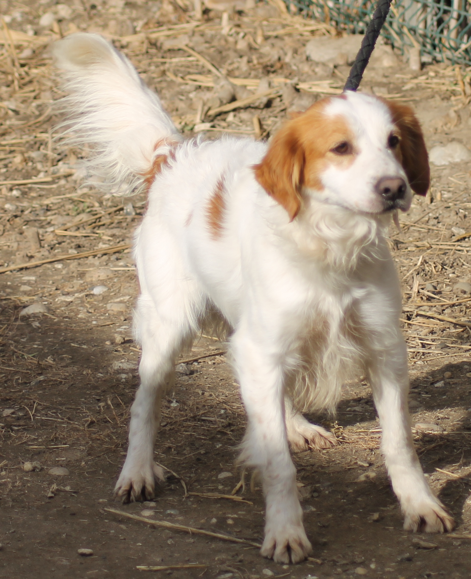 YAKO