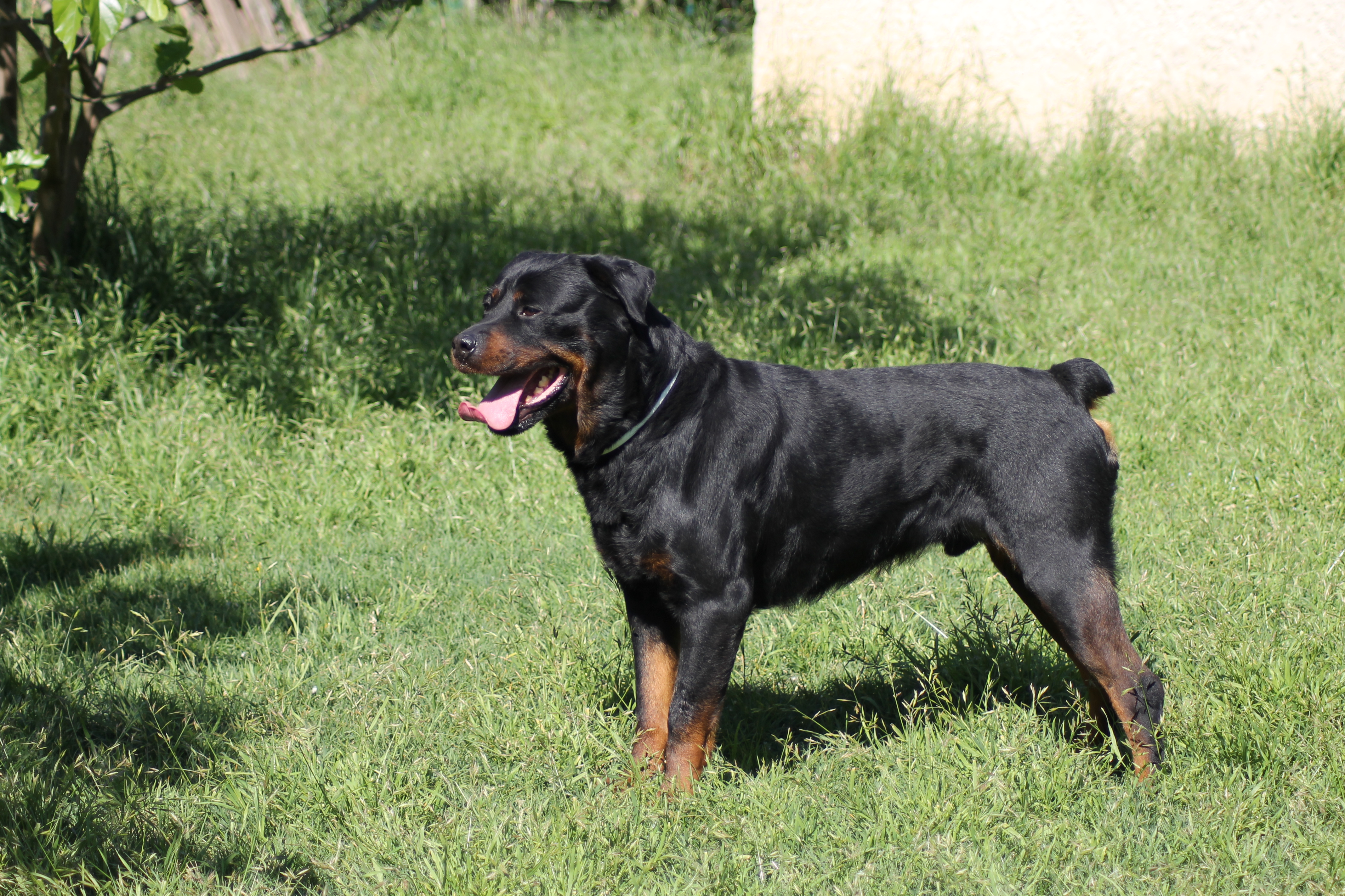 TYSON