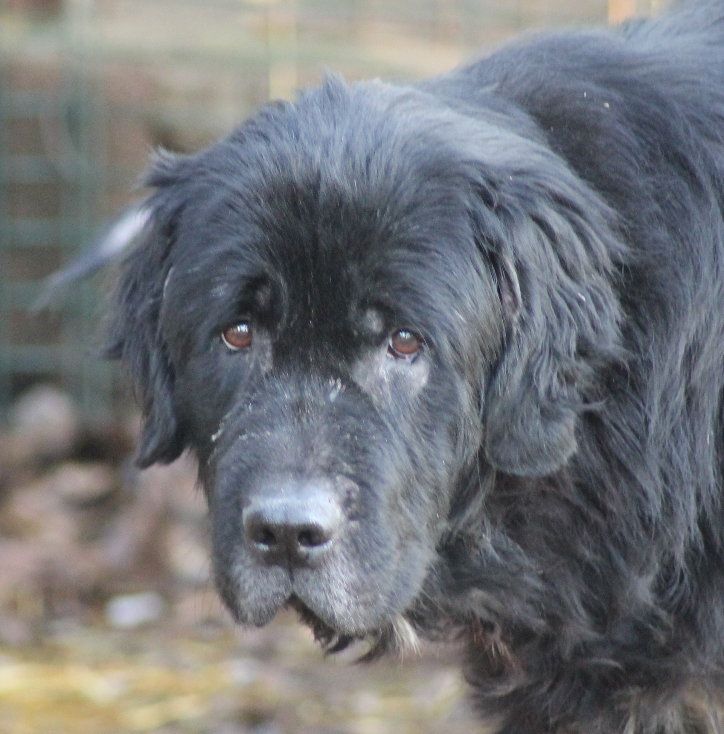 IDEFIX