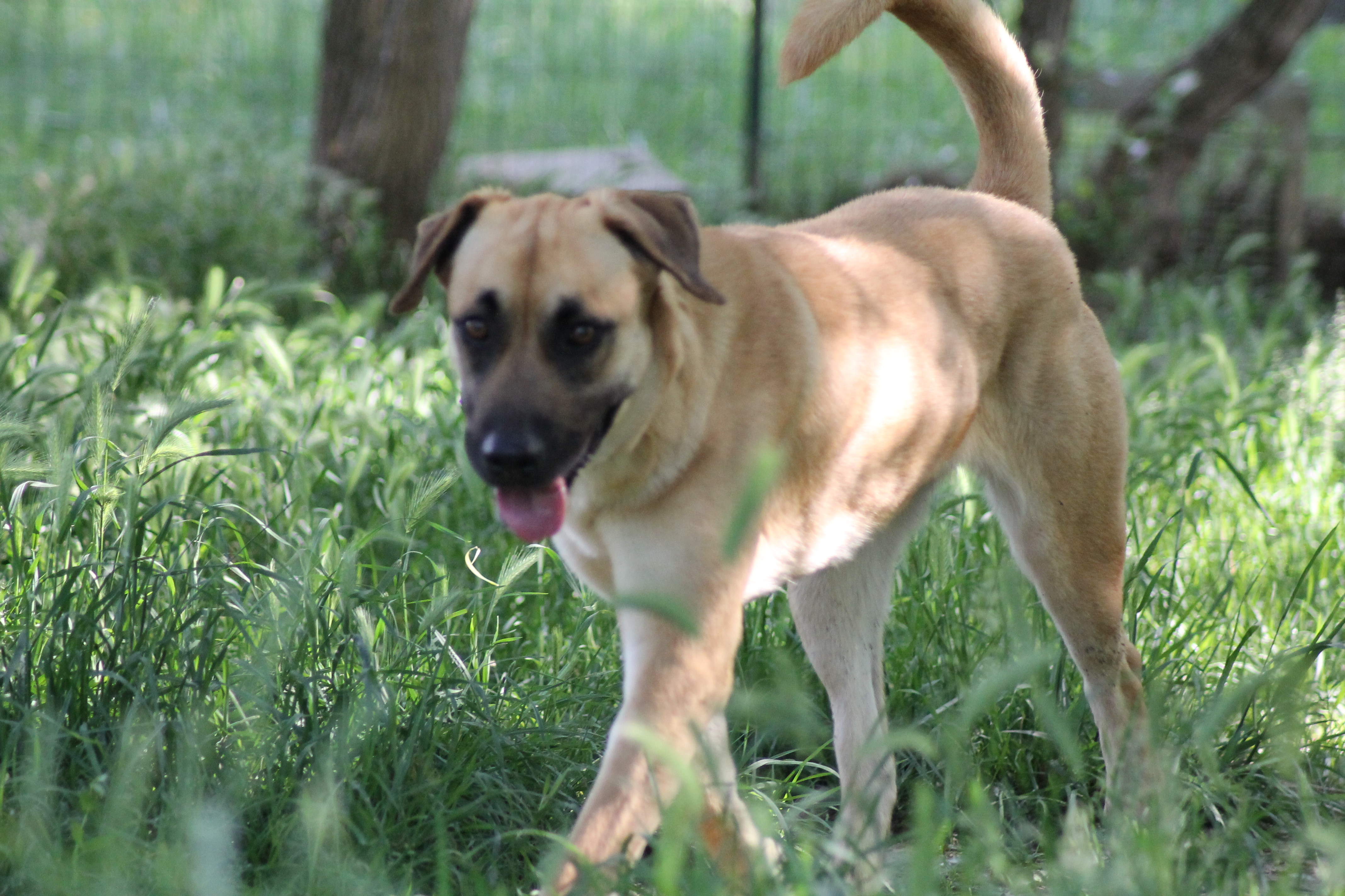 DIXIE ♀