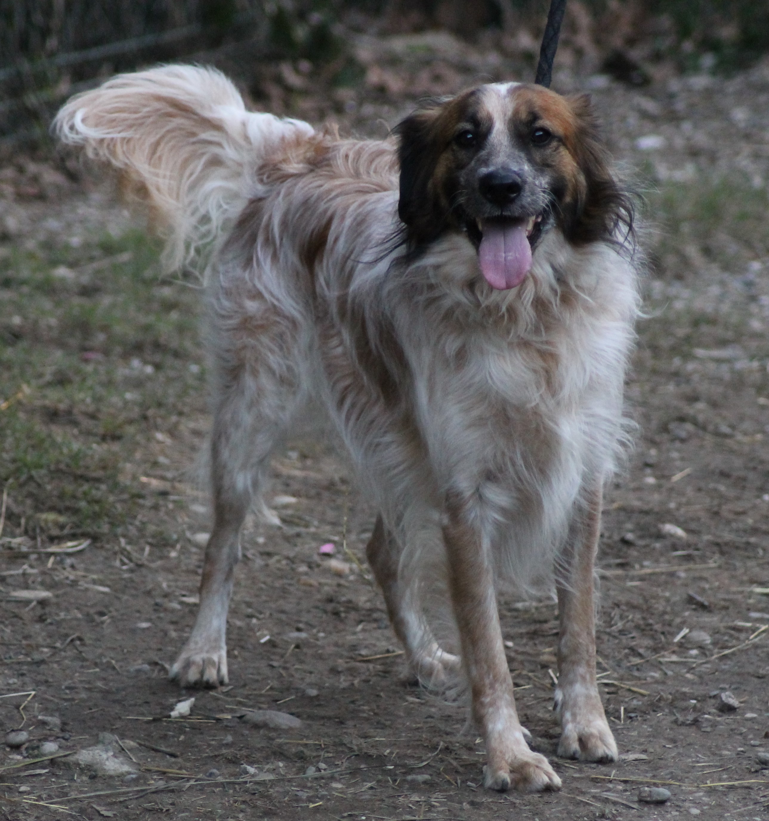 MOWGLI ♂