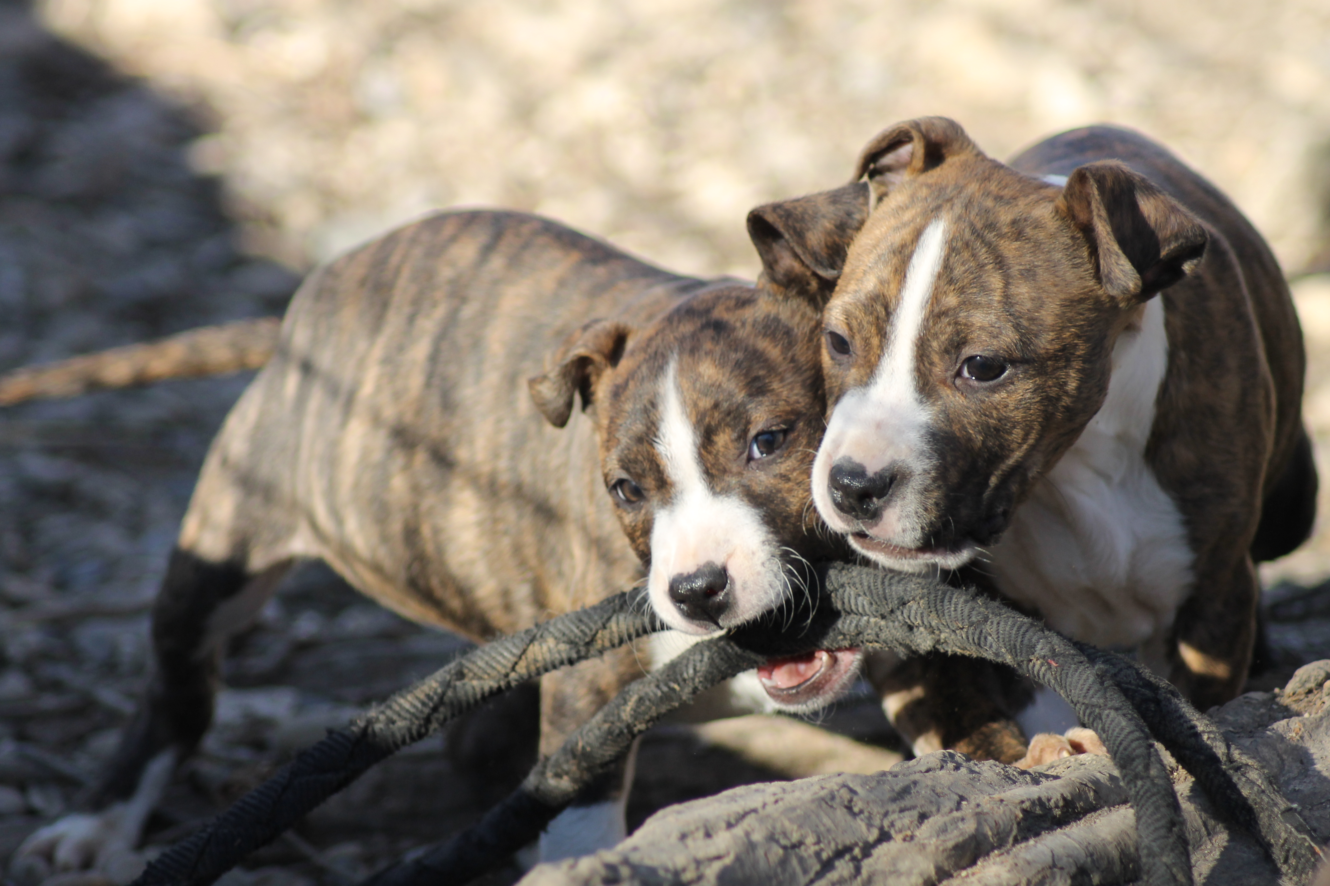 OSSIA & OZZIE