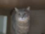 Jack.jpg