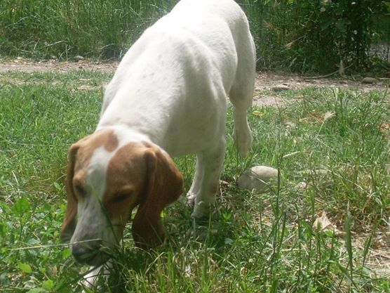 MIRZA