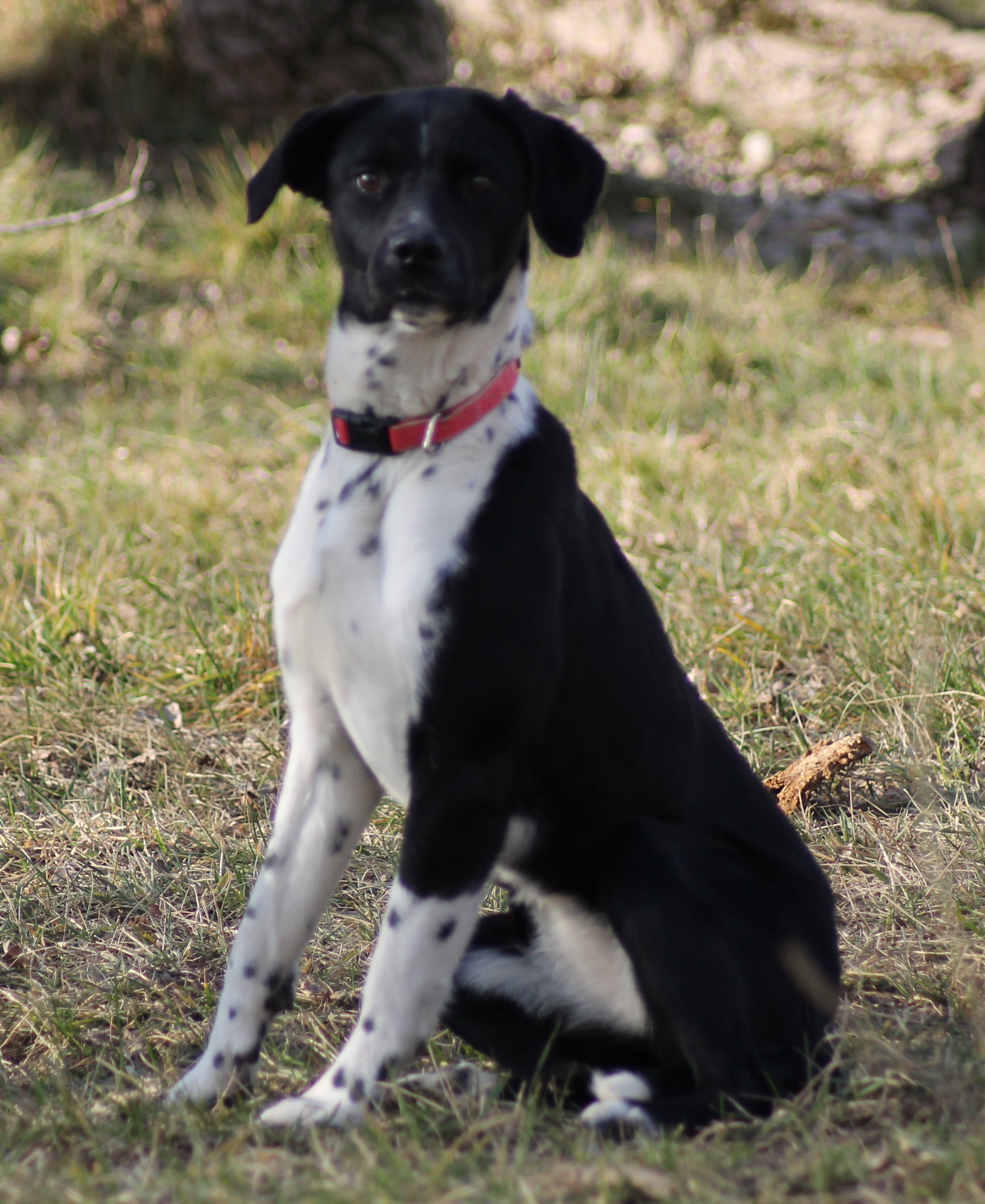 DOMINO