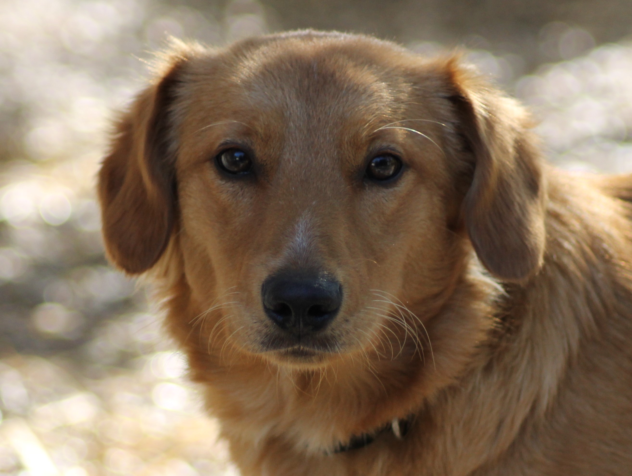 KAYA