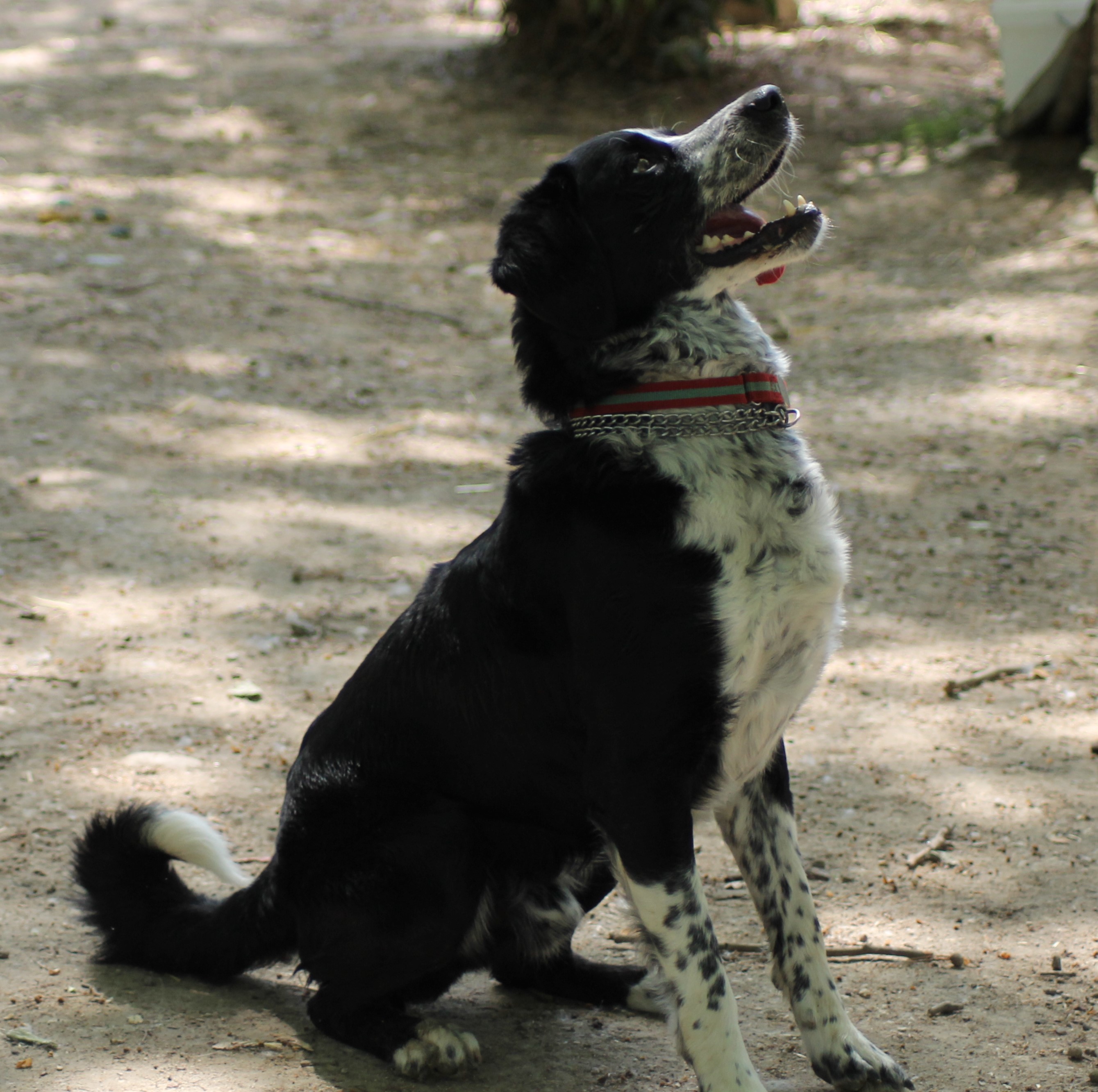 AIKI
