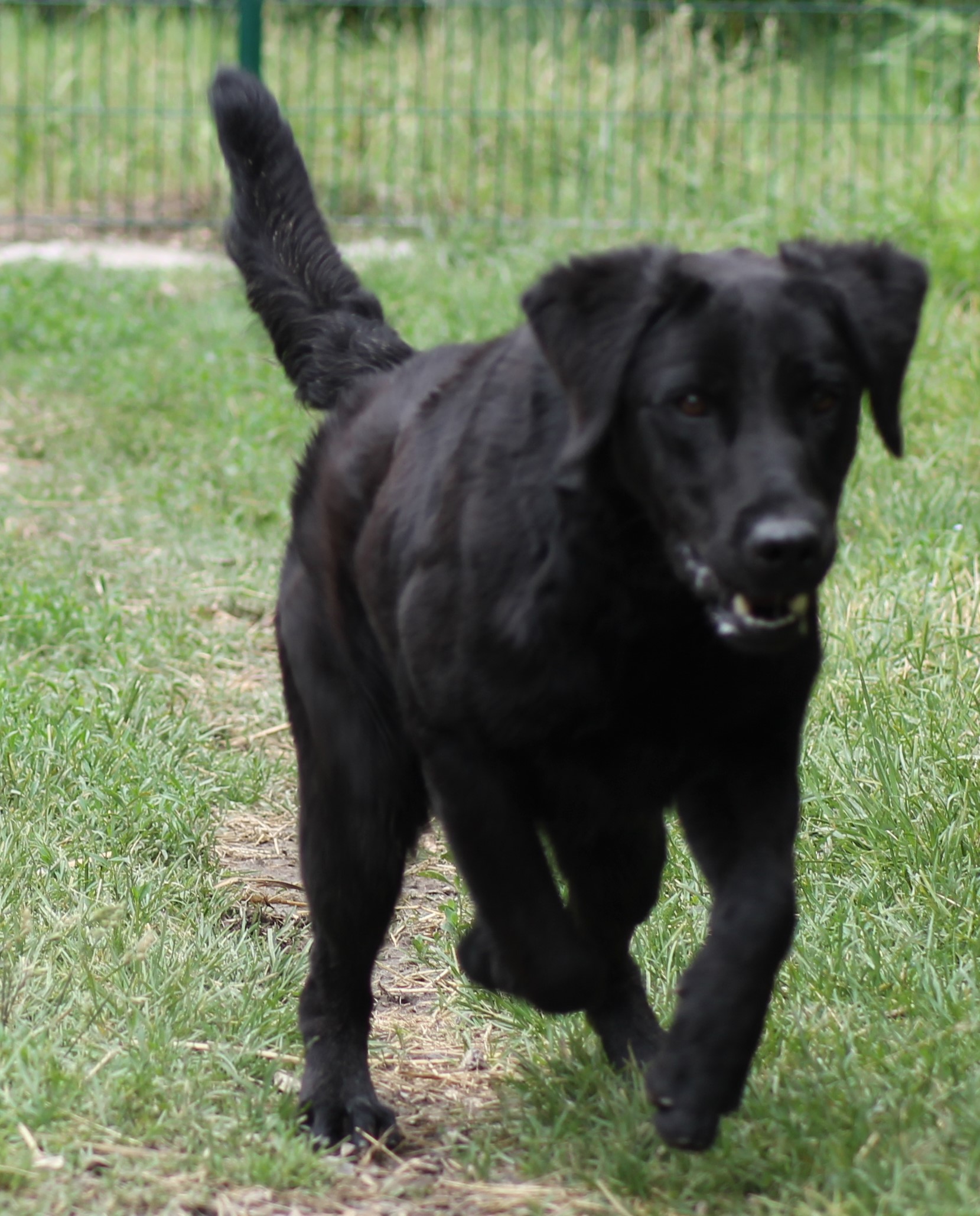 ONYX